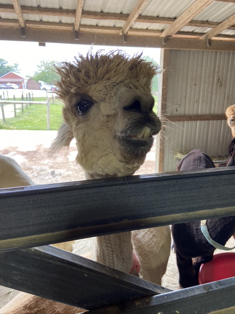 Alpacas, Alpaca Farm & Boutique Medina OH