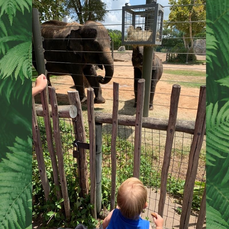 the-houston-zoo-free-admission-macaroni-kid-downtown-houston