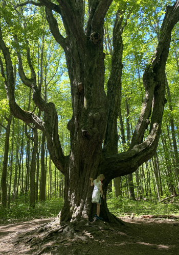 A tall tree called the Grandmother Tree in Asbury Woods, Erie Pa.