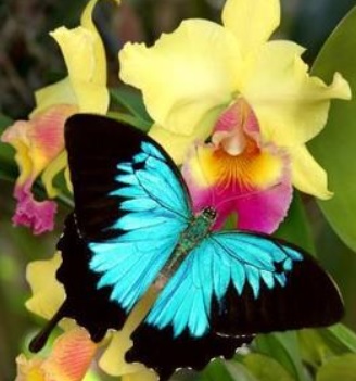 10 Spectacular Butterfly Gardens Around the Country