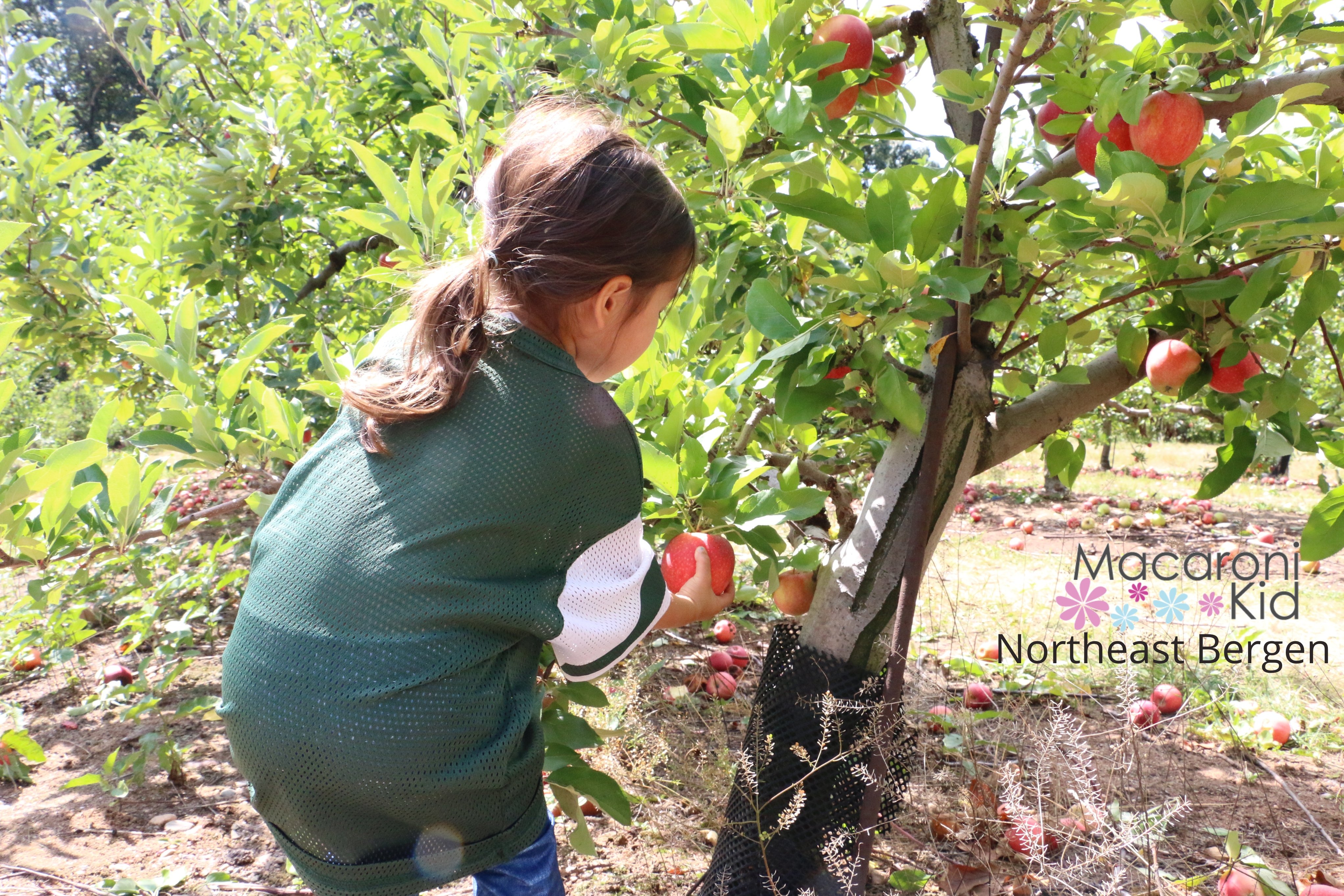 Pick your Apple, Alstede Farms