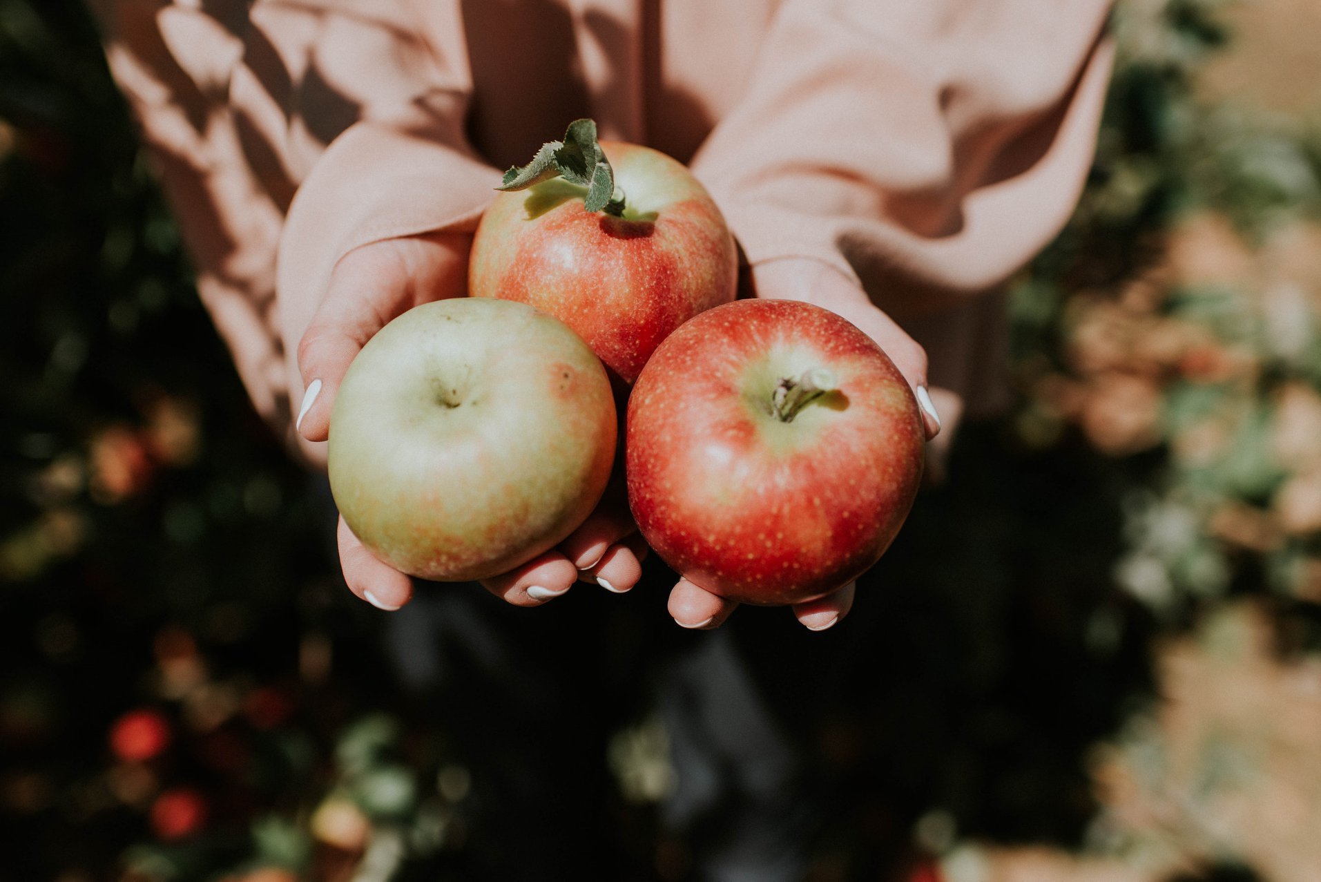 Apple to open a second Charlotte, North Carolina-area store in Huntersville  – Apple World Today