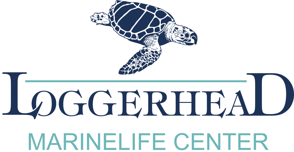 Loggerhead Marine Life Center