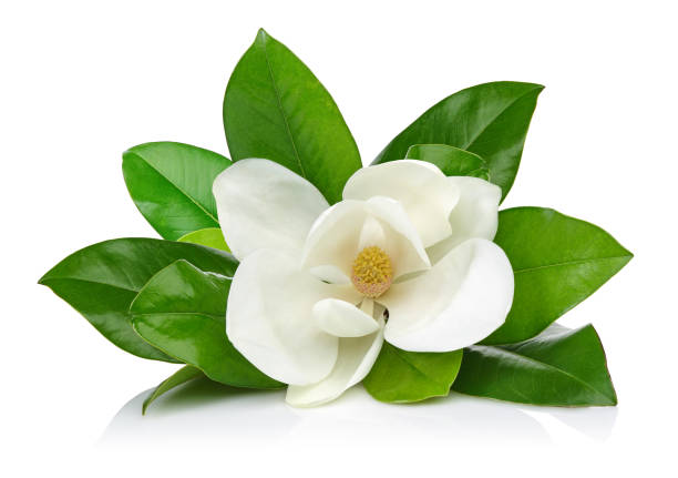 https://www.magnoliahealthcare.us/