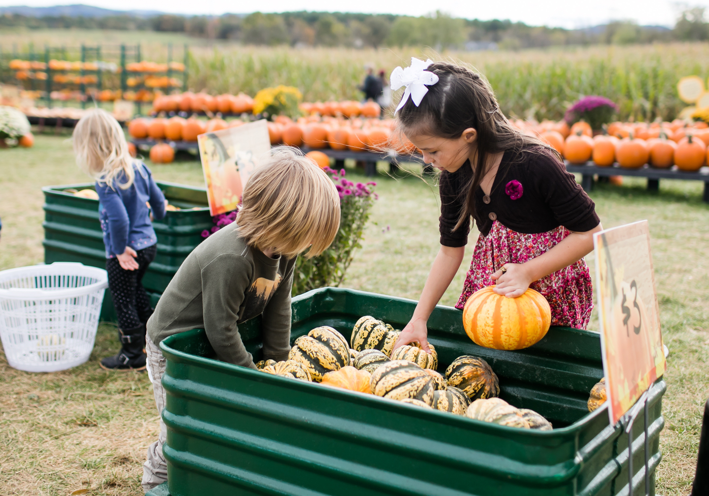 Roanoke Times Events Sinkland Farms 32nd Annual Pumpkin