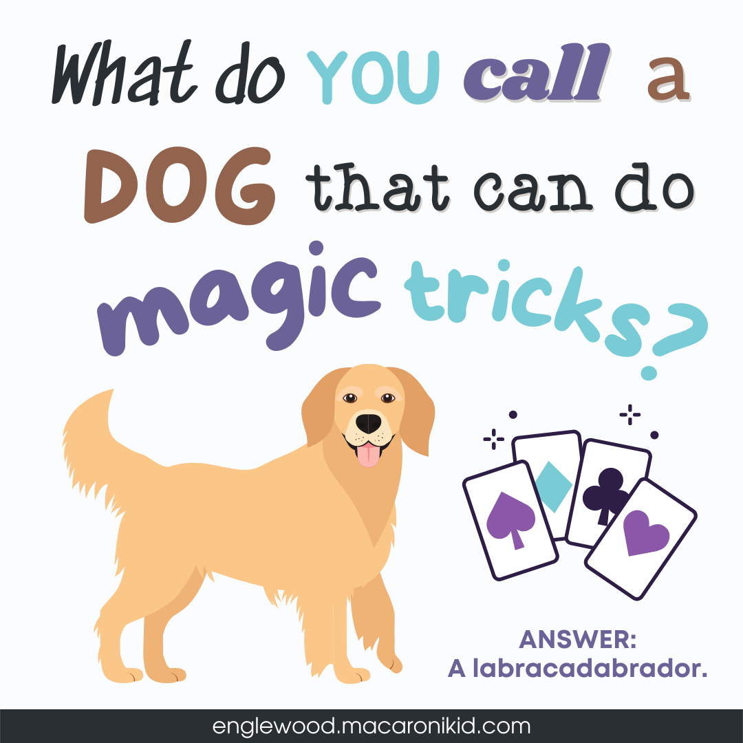 did-you-know-5-fun-things-for-kids-to-learn-about-dogs-macaroni-kid