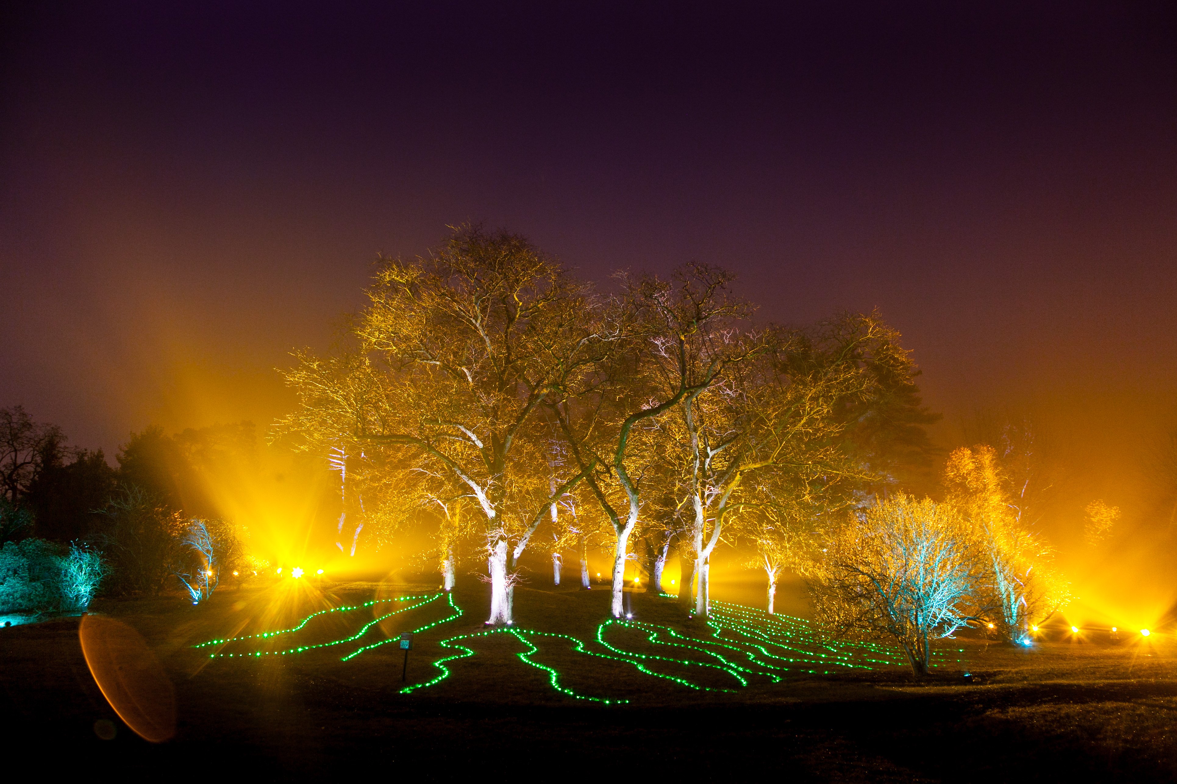Illumination Tree Lights at The Morton Arboretum Returns November 20