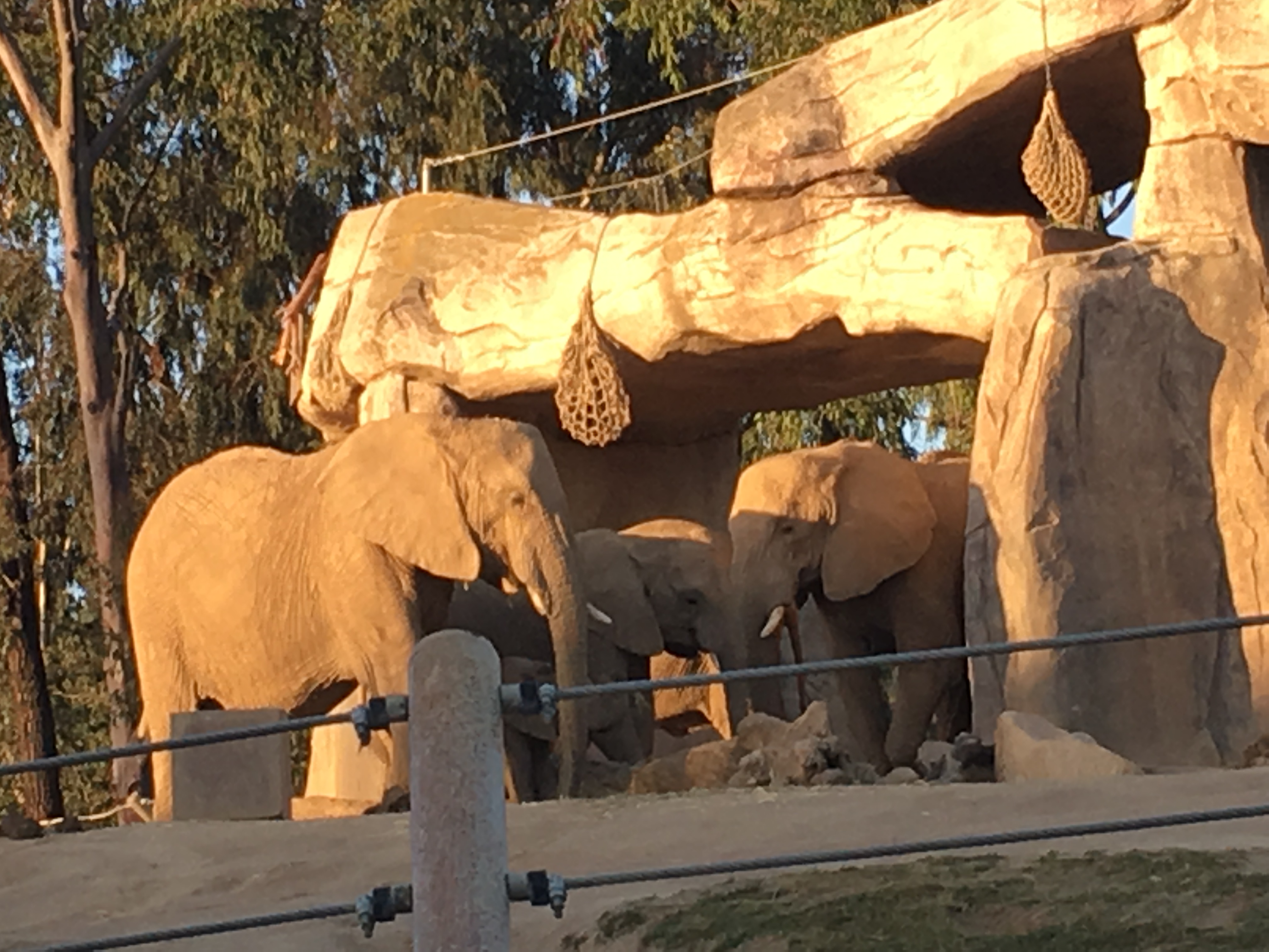 We Spent the Night @ San Diego Zoo Safari Park's Roar & Snore