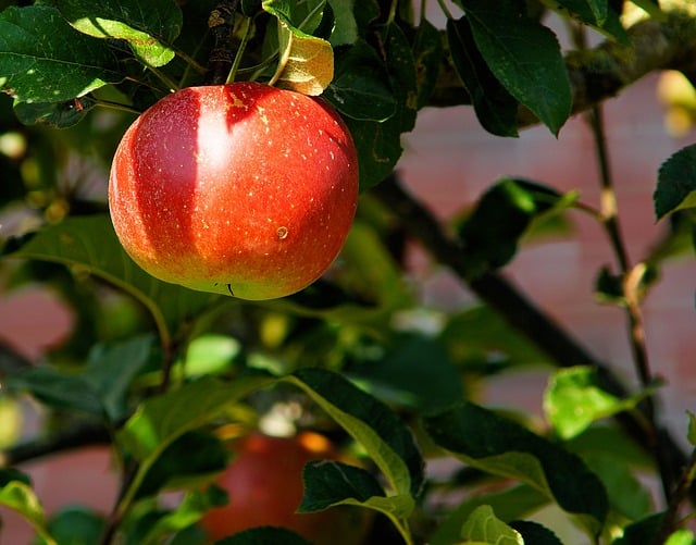 Apple to open a second Charlotte, North Carolina-area store in Huntersville  – Apple World Today