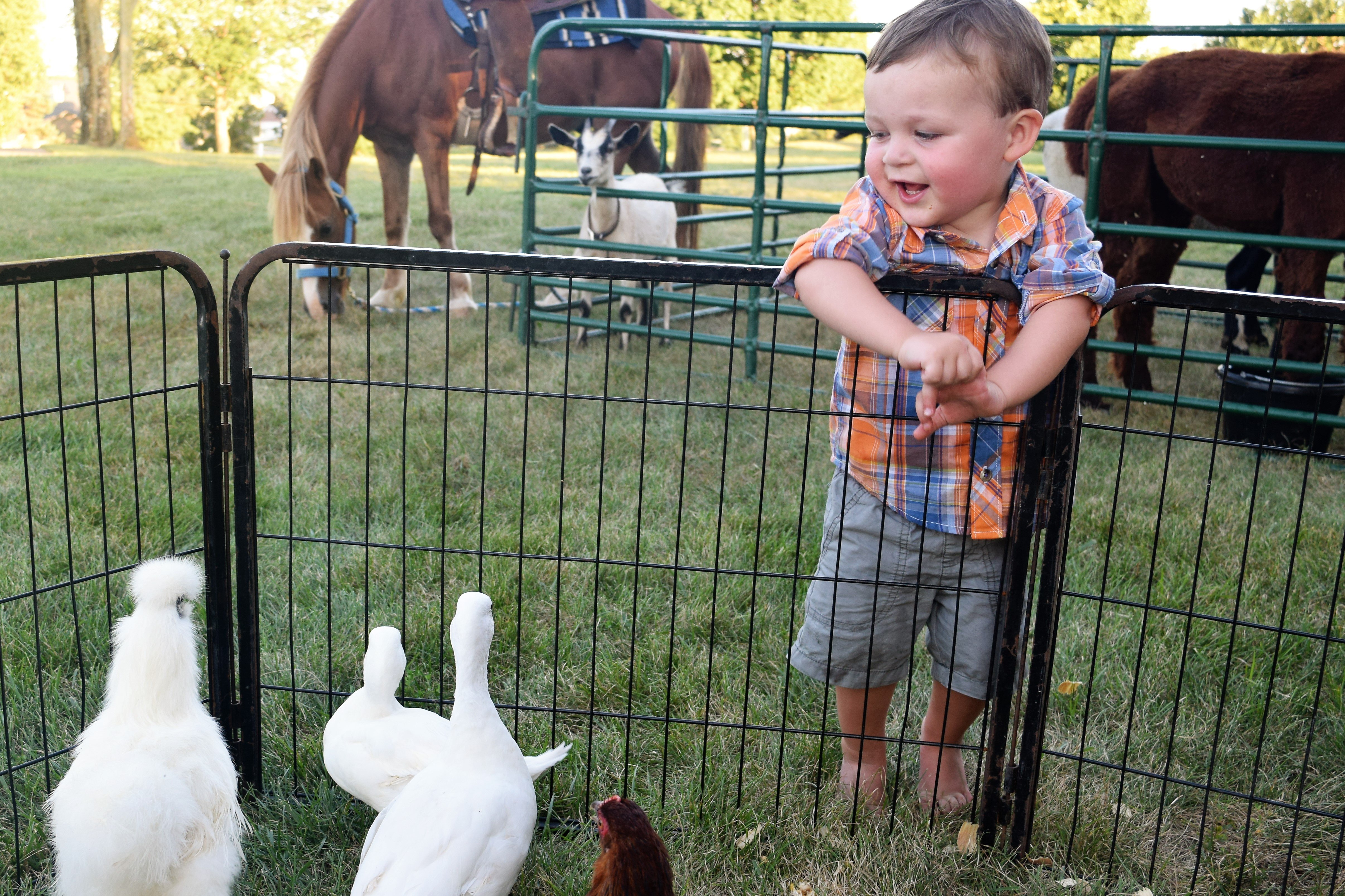 petting-zoos-and-pony-rides-the-perfect-addition-to-your-next-event