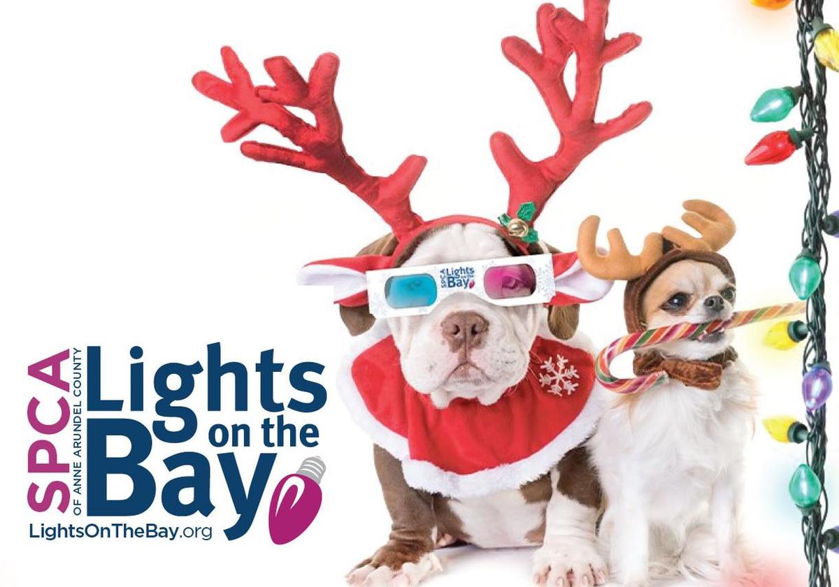 🌟 Take Your Family To Lights On The Bay & Get 40% Off