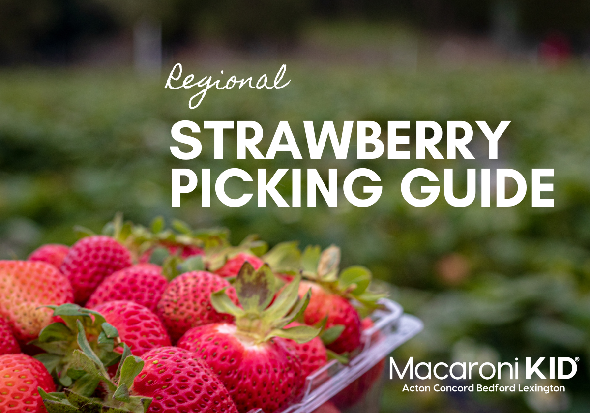 Regional Strawberry Picking Guide Macaroni KID ActonConcordBedford