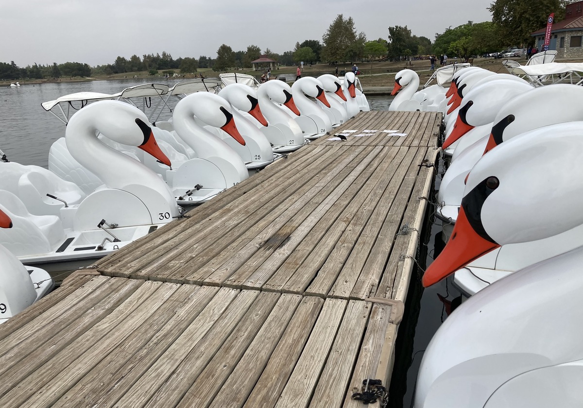 Ride The Swan Boats at Lake Balboa | Macaroni KID Santa Clarita Valley