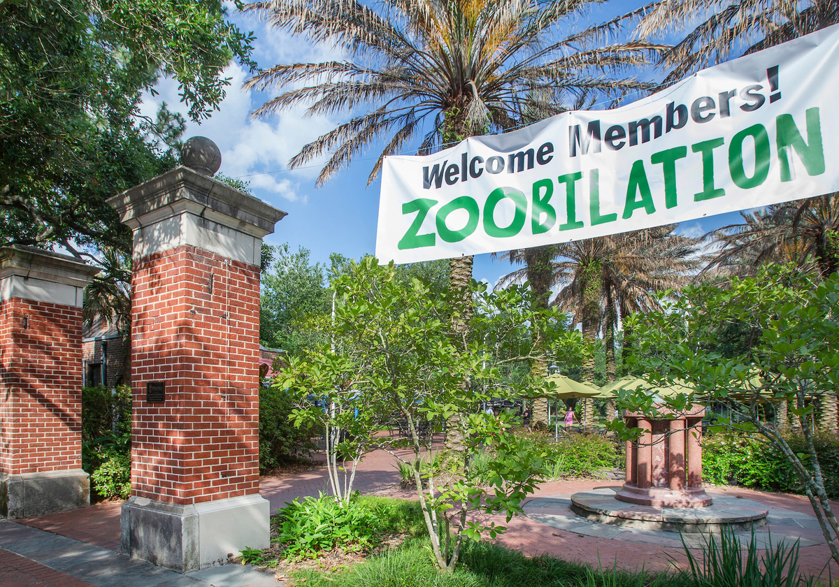 ZOObilation MemberOnly Event Returns to Audubon Zoo Macaroni KID New