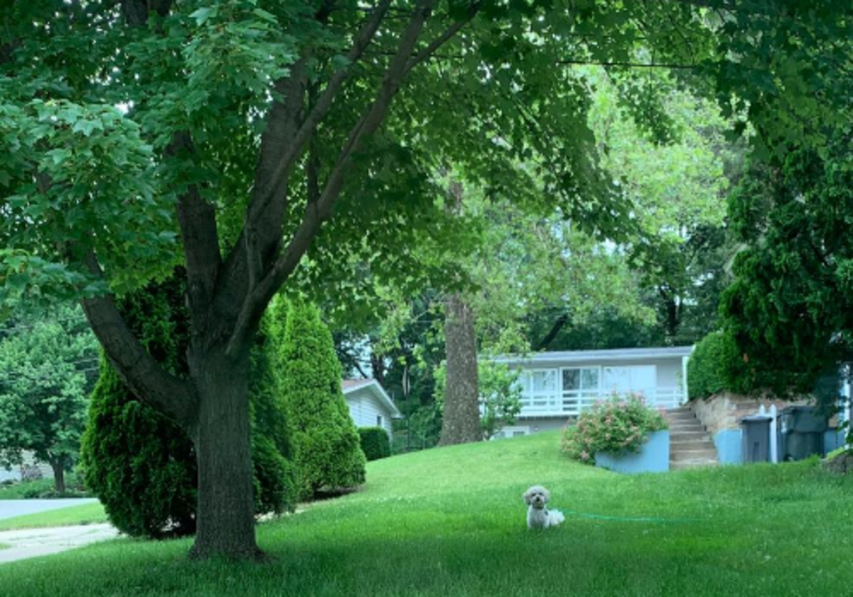 Our Trees - Cedar Rapids Derecho 2020 | Macaroni KID Cedar Rapids