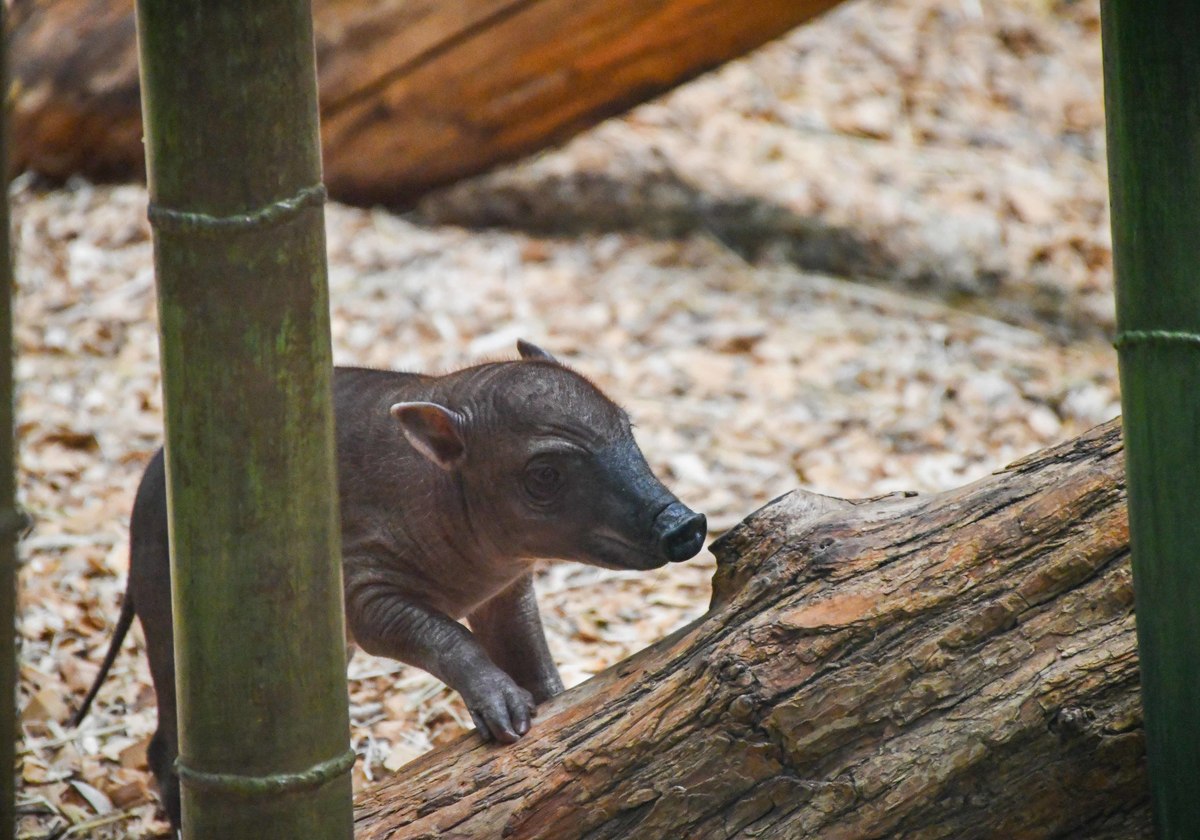 Louisville Zoo Welcomes “Some Pig!” | Macaroni KID Louisville East