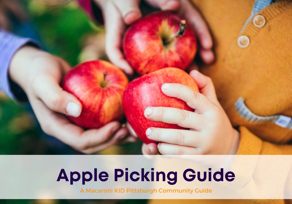 Apple Picking Guide: 7 Tips for Harvesting Apples