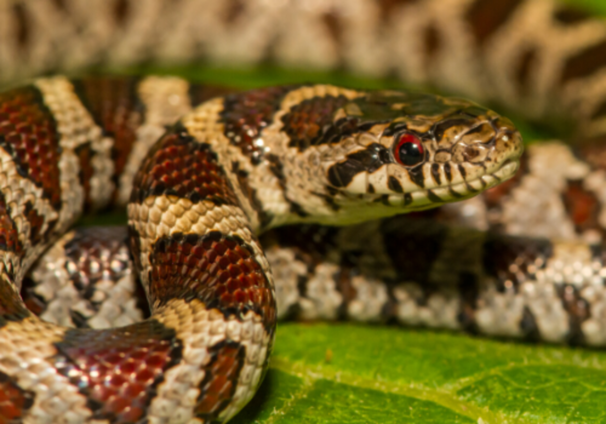 Garters And Rattlers And Copperheads, Oh My! A Guide To Snakes In NJ ...