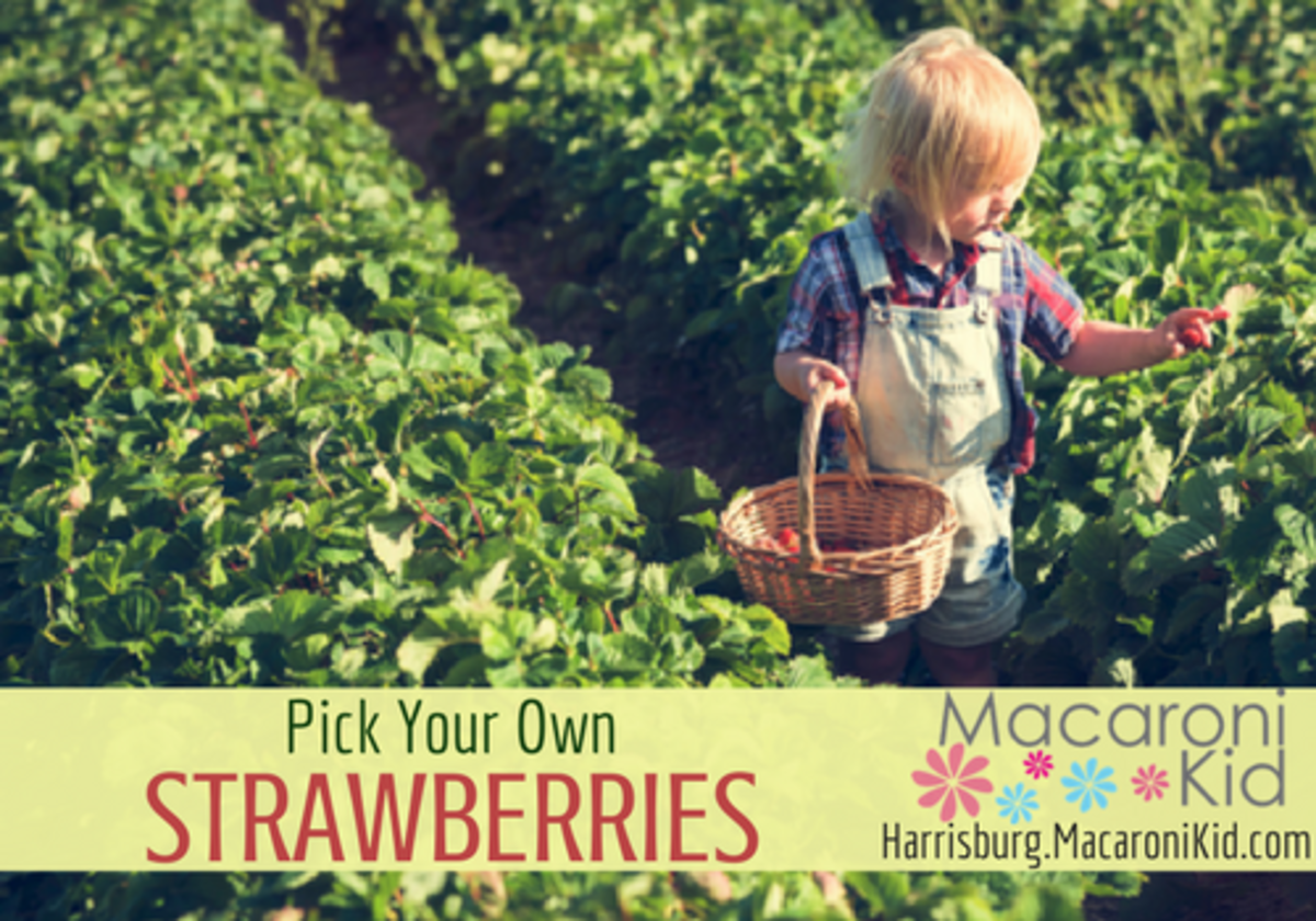 Tips for picking strawberries & Pick Your Own Strawberry locations