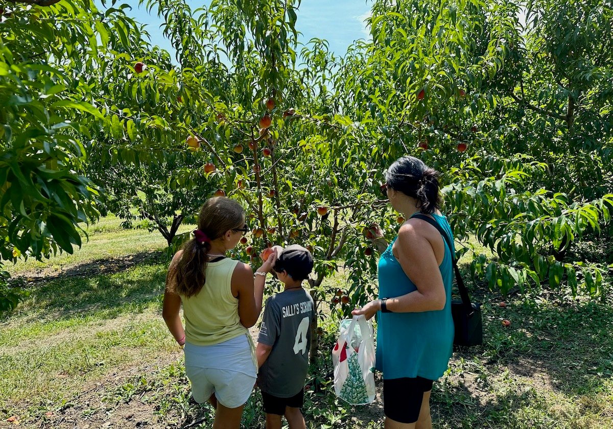 Find Your Family Fun At Triple B Farms: A Day Of Playful Adventures ...