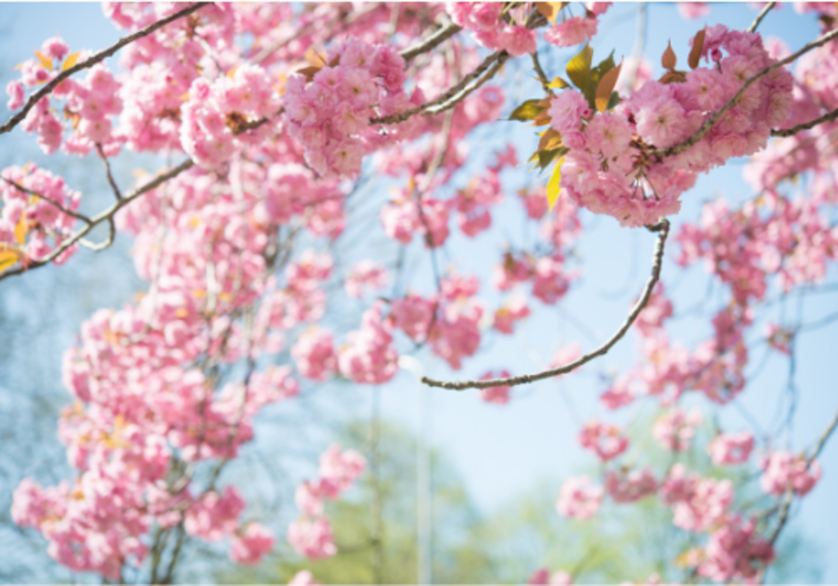 National Cherry Blossom Festival – 6 Tips From a Local - Tips For