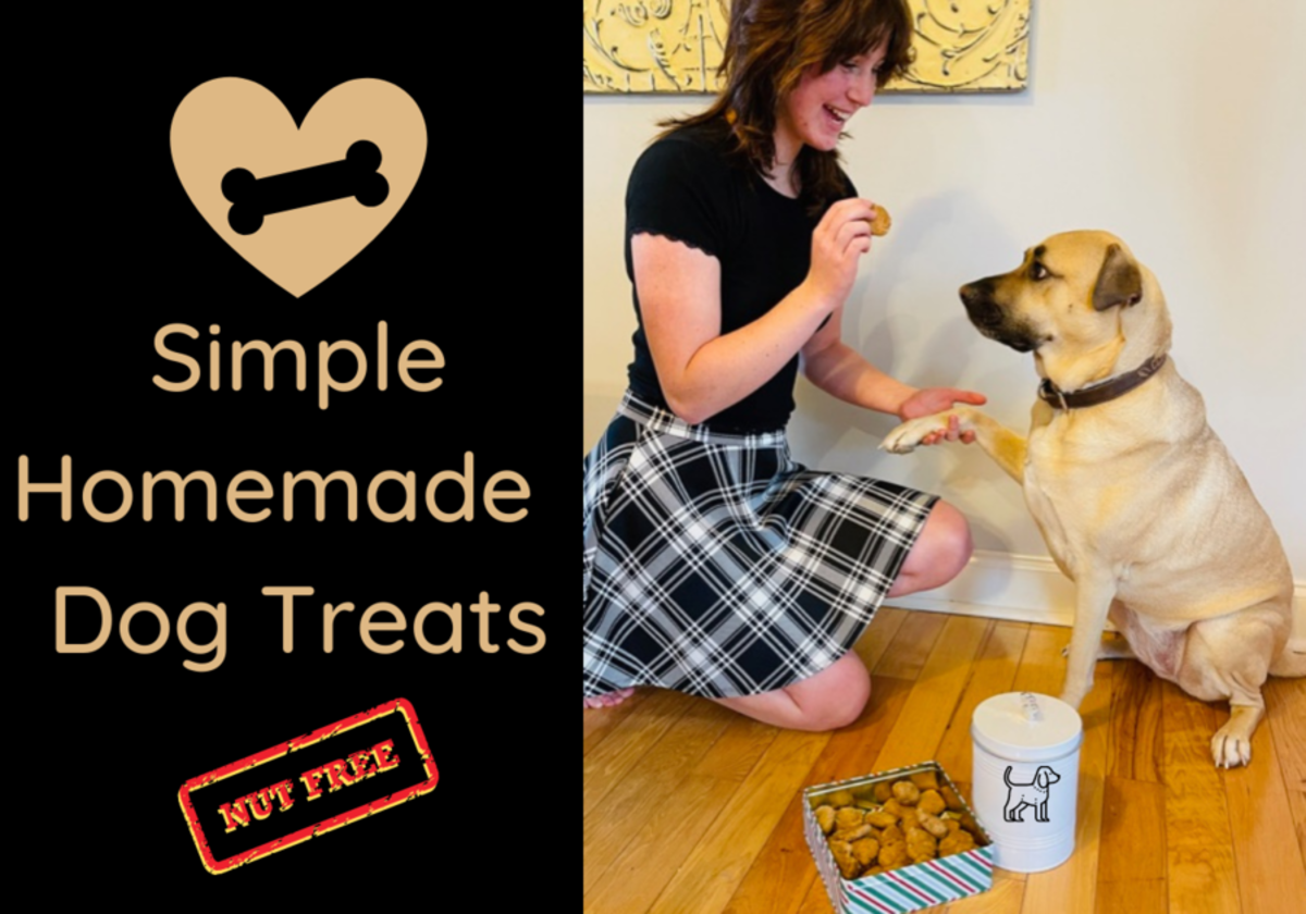 Nut free dog treat clearance recipes