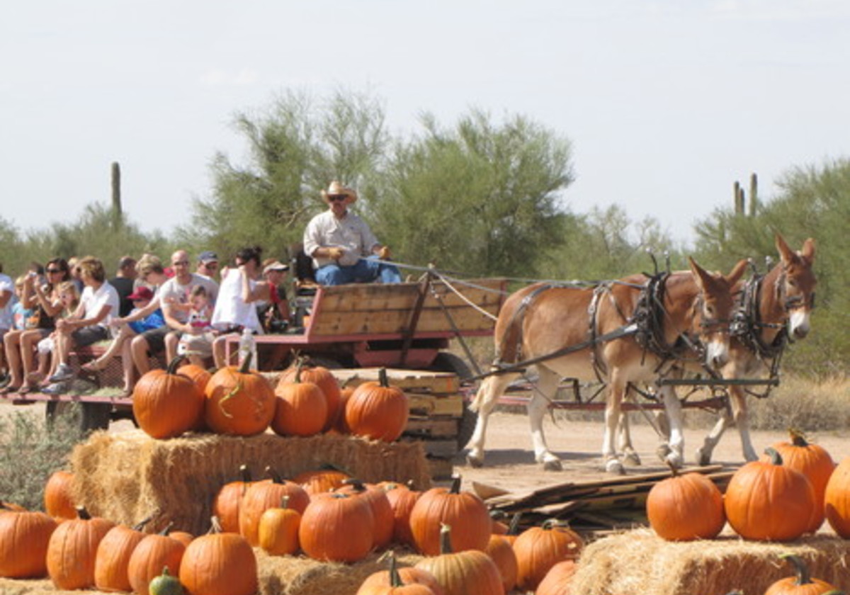 mcdowell pumpkin patch