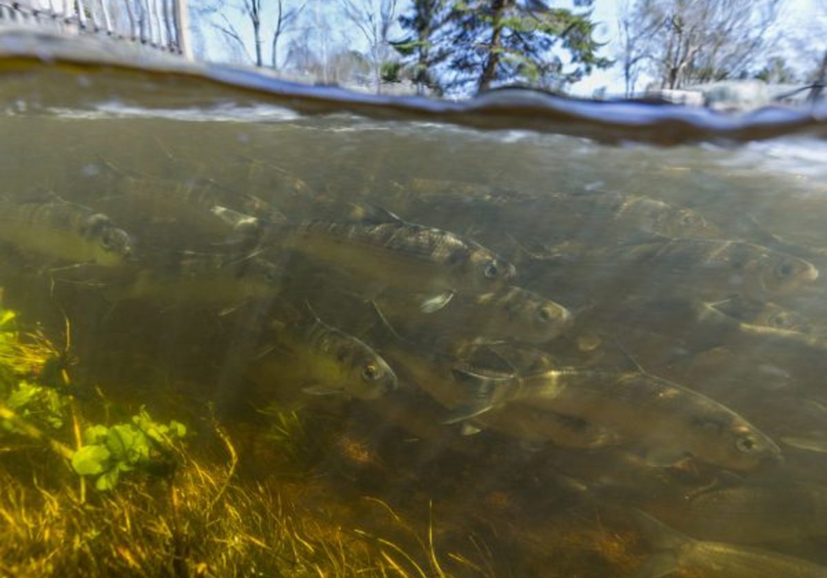 See the Herring Runs on the South Shore
