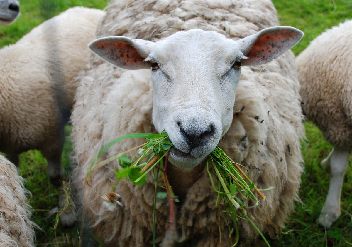 Come to the North Andover Sheep Shearing Festival Macaroni KID