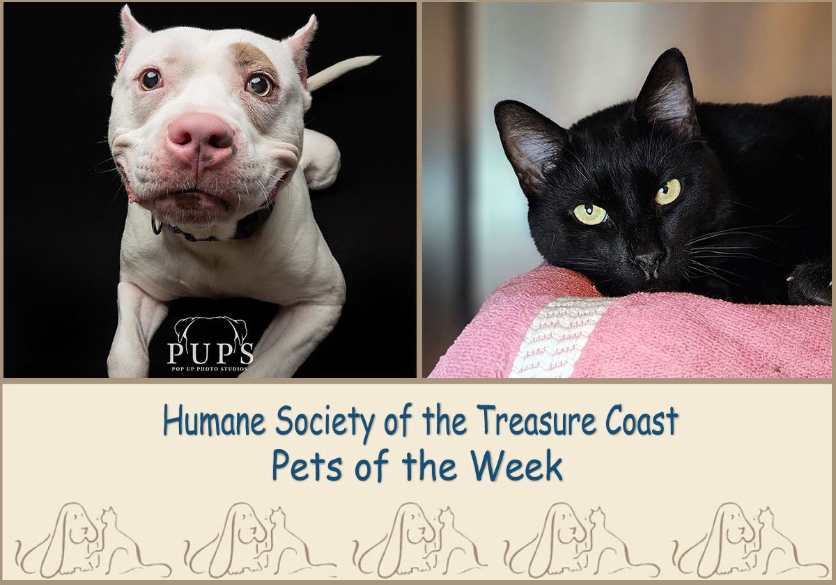 Treasure coast humane society hot sale dogs