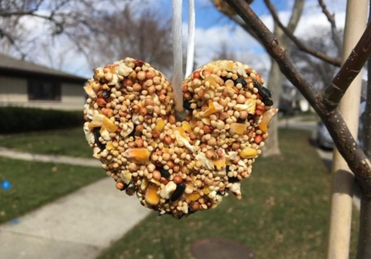 How to Make Cookie-Cutter Bird Feeders | Macaroni KID Evansville