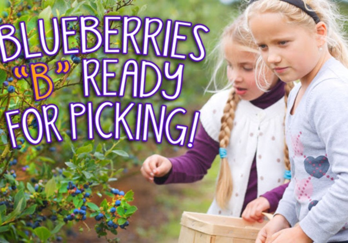 Now Picking Blueberries At Triple B Farms! | Macaroni KID Uniontown