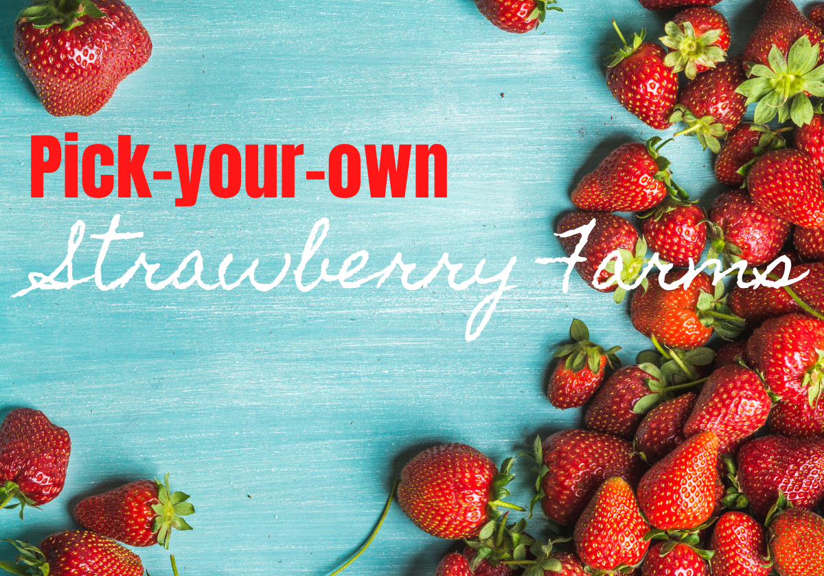 Where to Pick Your Own Strawberries in NJ This Year