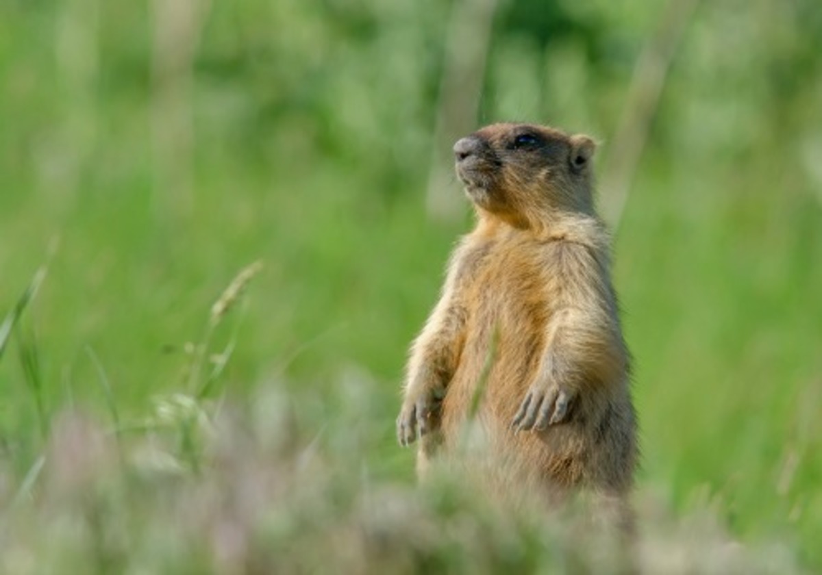 Groundhog Fun Facts! | Macaroni KID Bloomington-Normal