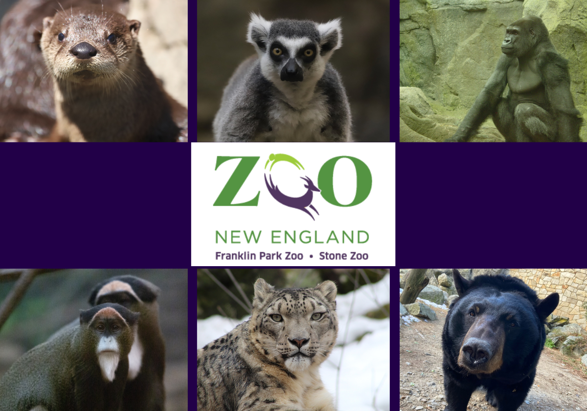 This Maine Zoo With Over 200 Animals Sets Opening Date for 2023