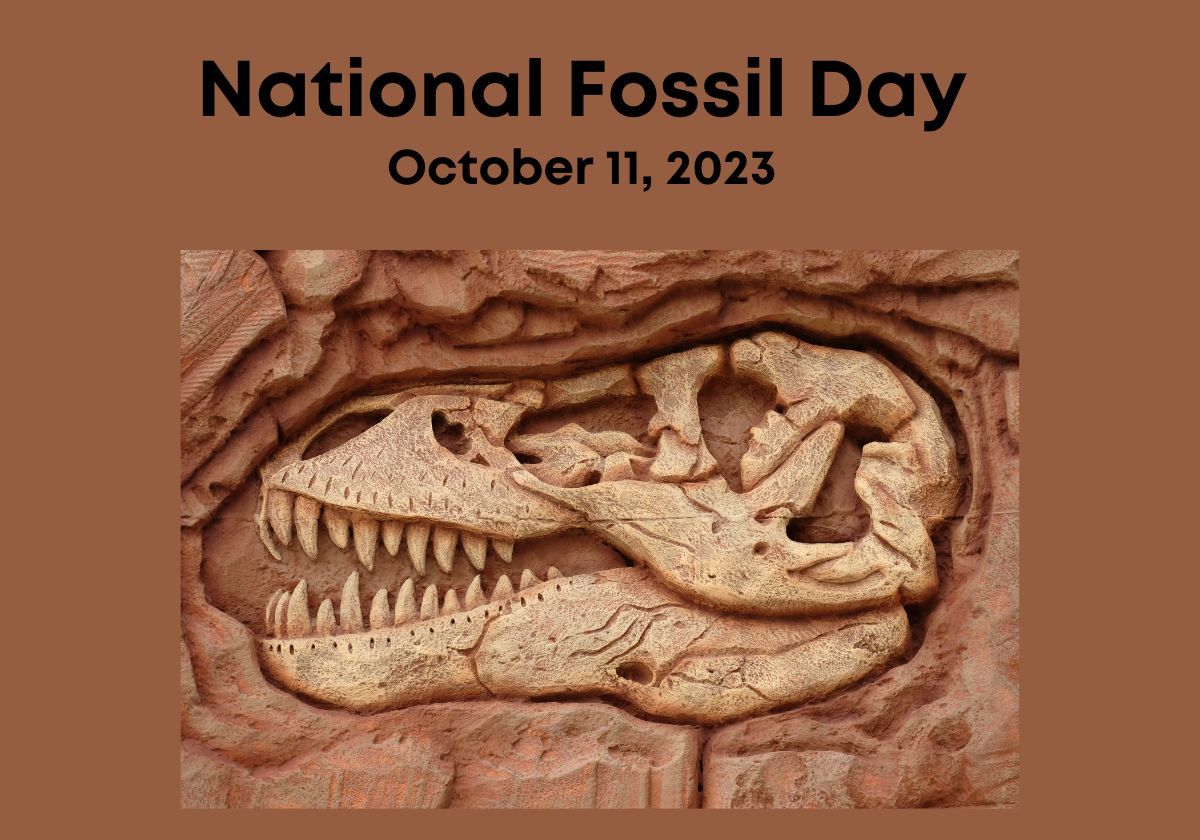 National Fossil Day! Macaroni KID Southern Rhode Island