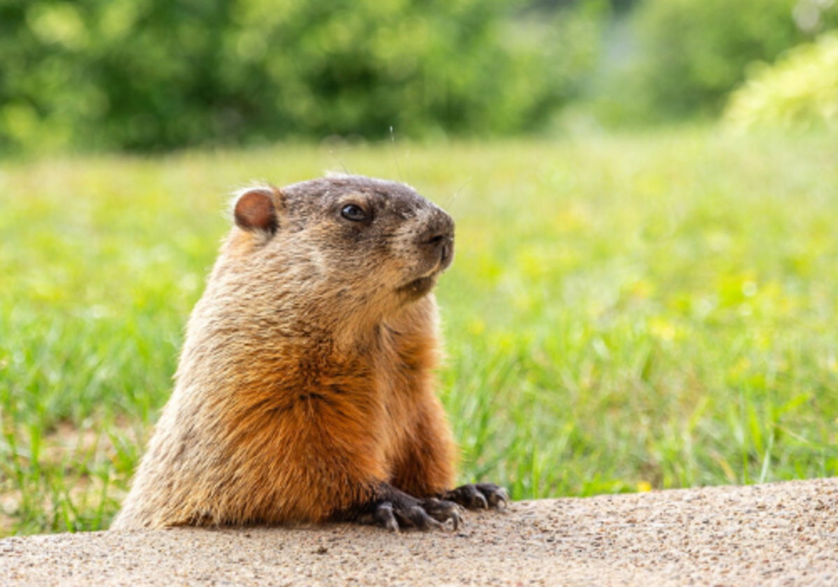 7 Fun Facts You Need to Know about Groundhogs and Groundhog Day