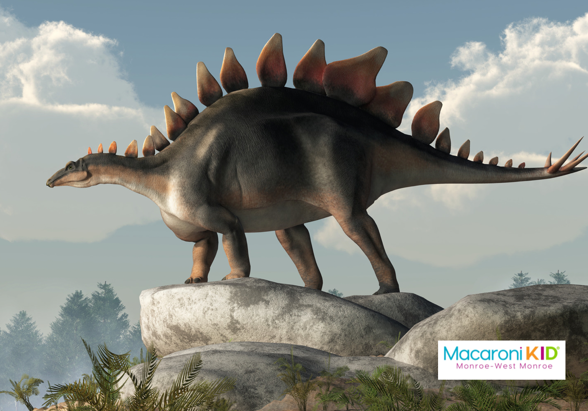 Quick Family Fun - 12 Facts about Stegosaurus for Kids | Macaroni KID  Monroe - West Monroe