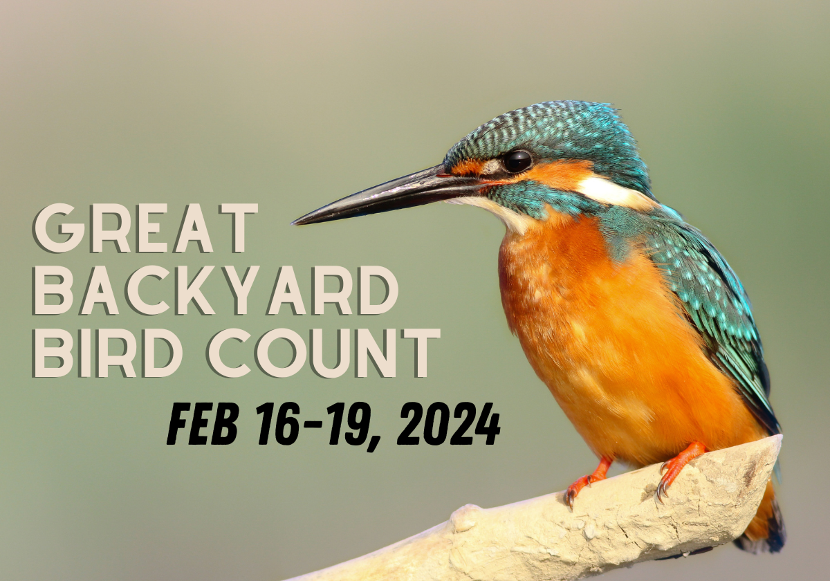 The 2024 Great Backyard Bird Count Is Feb 16 19 Macaroni KID   E1923466 1cb6 40b3 B199 1fad66ef4e59 