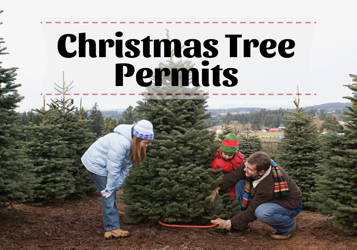 Want to Cut Down Your Own Tree? Christmas Tree Permits Available Now