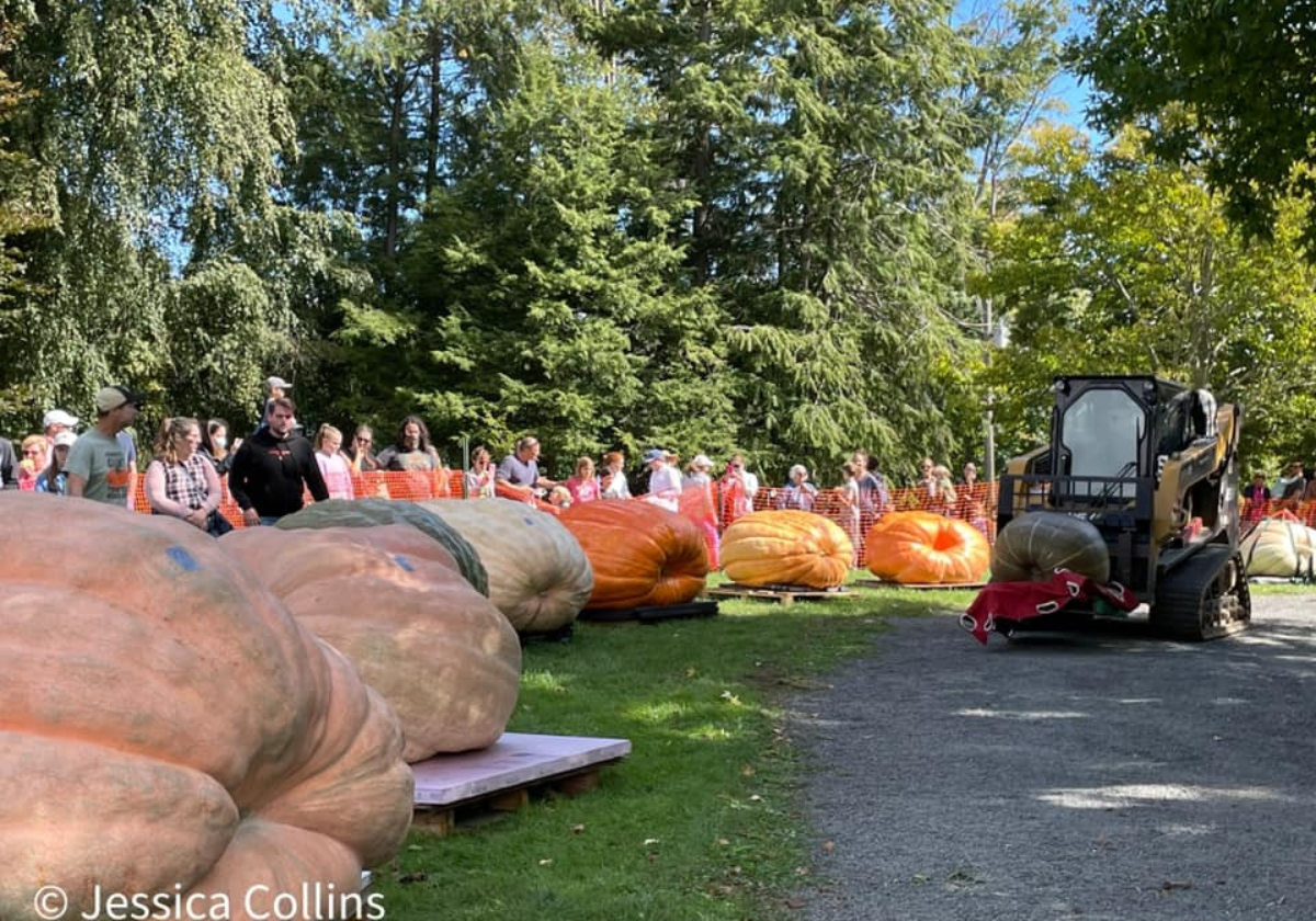 Ridgefield's 10th Annual Giant Pumpkin Weigh Off, Sept. 25 Macaroni