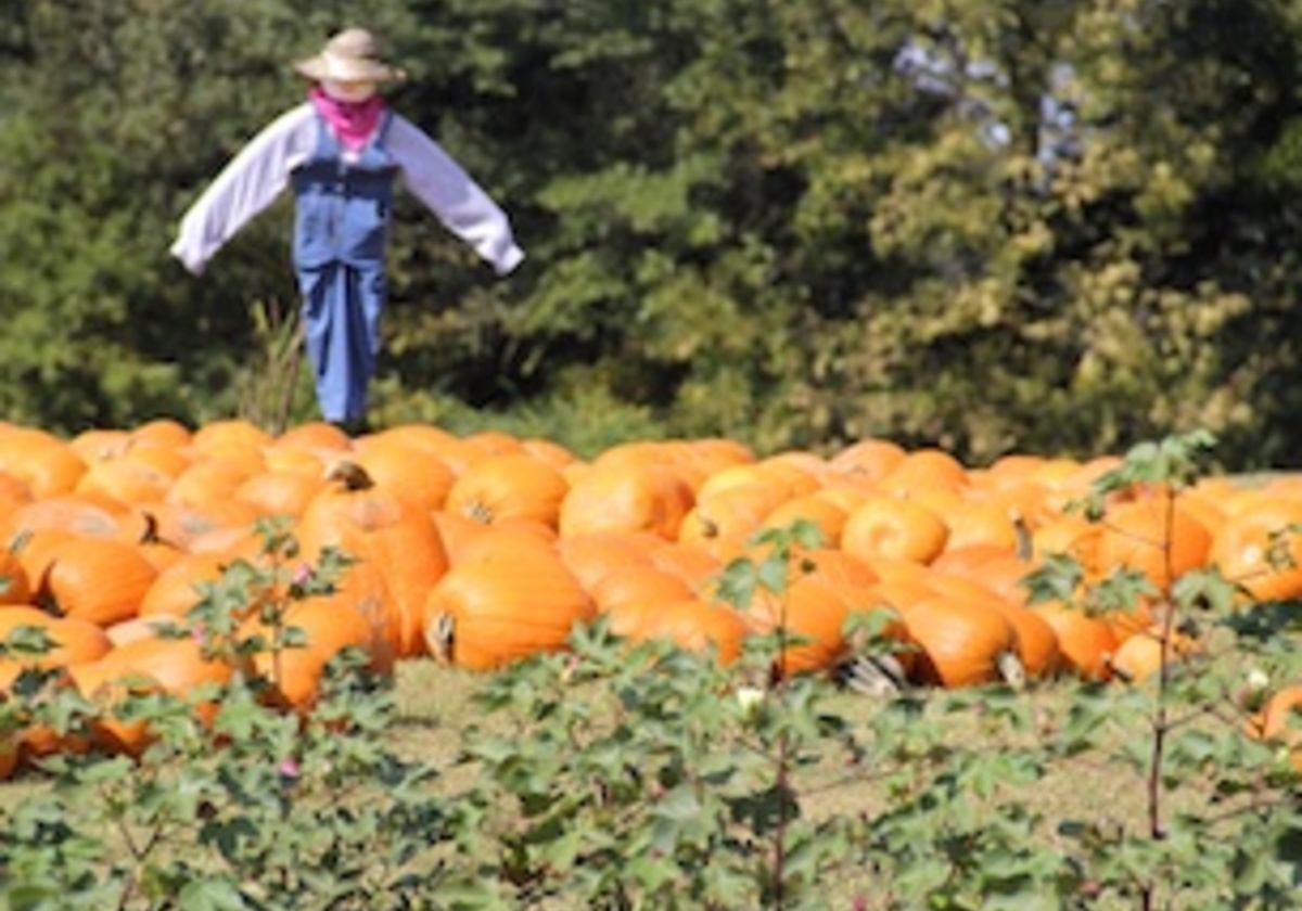 Apple Orchards, Pumpkin Patches, Corn Mazes & Hayrides! | Macaroni KID ...