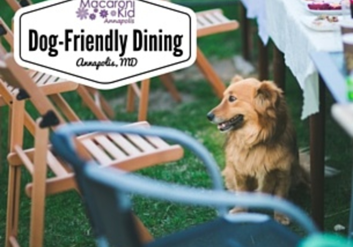 Dog Friendly Restaurants In Annapolis