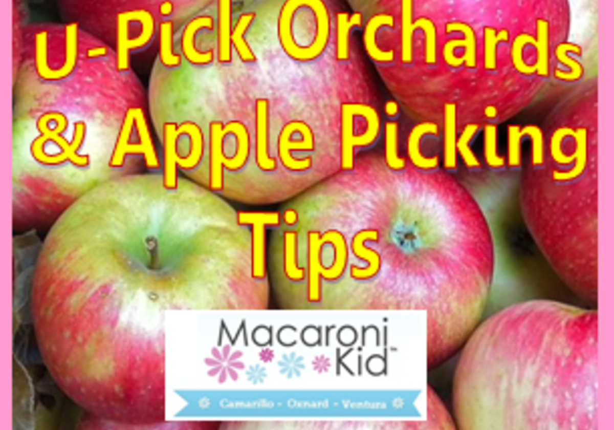 apple-picking-tips-local-u-pick-orchards-macaroni-kid-camarillo-ventura-oxnard