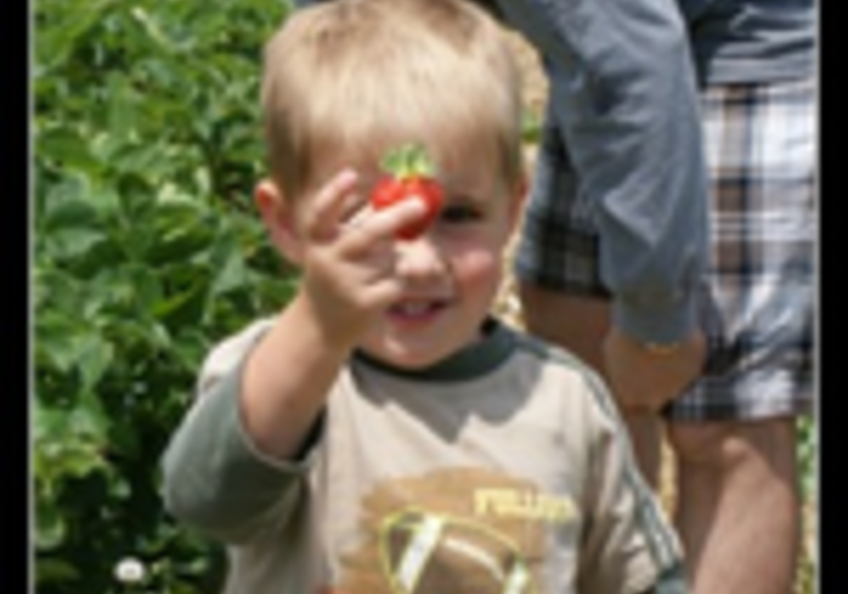 Triple B Farms Strawberry Festival | Macaroni KID Pittsburgh - City