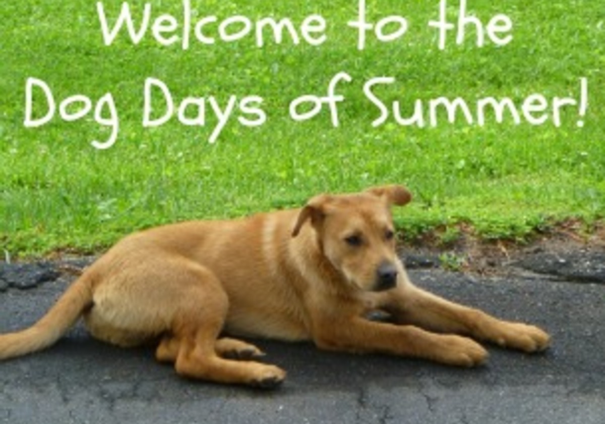 DOG DAYS OF SUMMER & OTHER FUN SUMMER FACTS! | Macaroni KID  Duluth-Norcross-Suwanee-Johns Creek-Ptree Corners