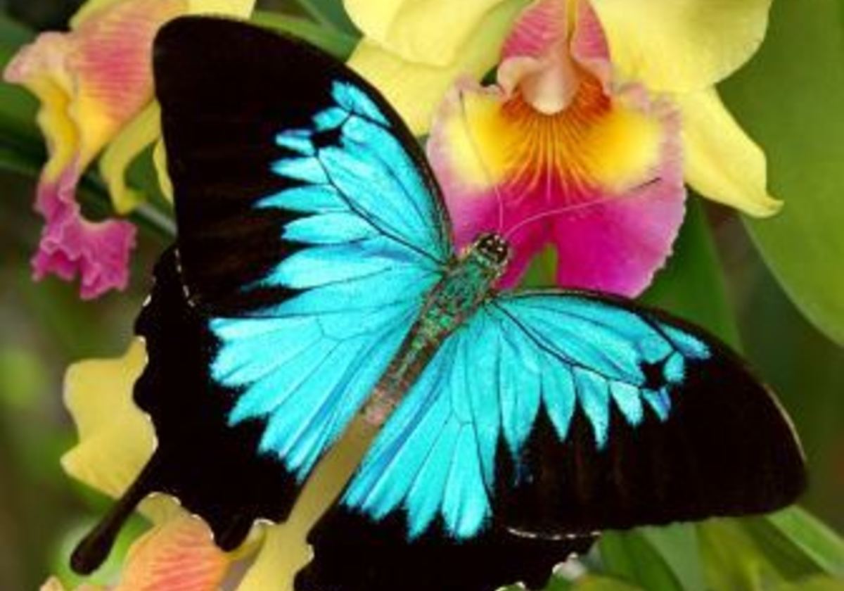 User interacting with the 3D model of the Butterfly displayed as