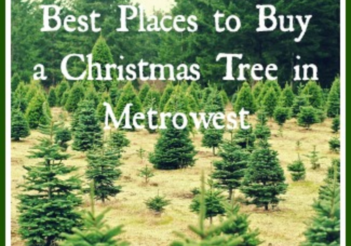 Best Places to Buy a Christmas Tree in Metrowest Macaroni KID