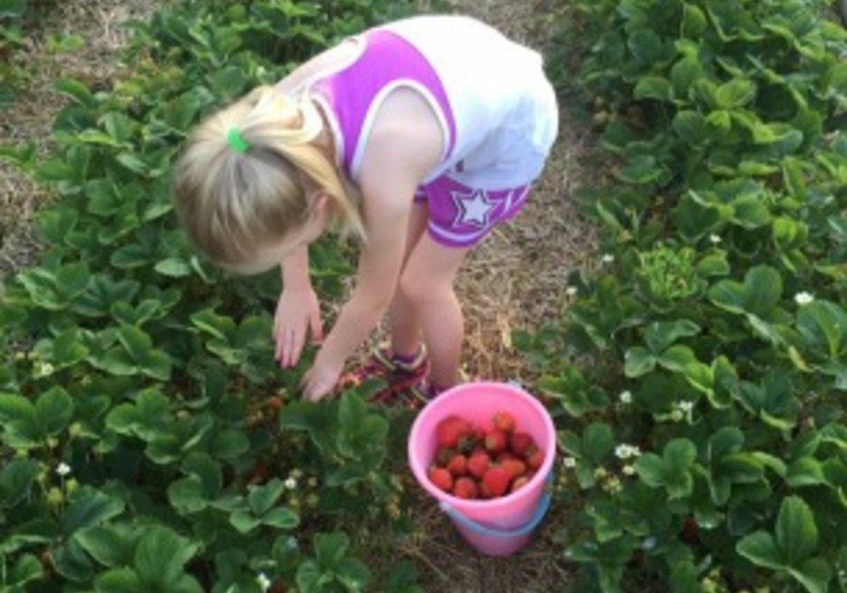 Pick Your Own Strawberries in Lebanon County Macaroni KID Lebanon