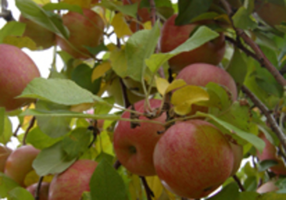 Apple Orchards In Columbus Central Ohio Macaroni Kid Ne Columbus